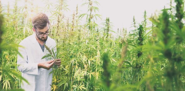 cannabis auf rezept